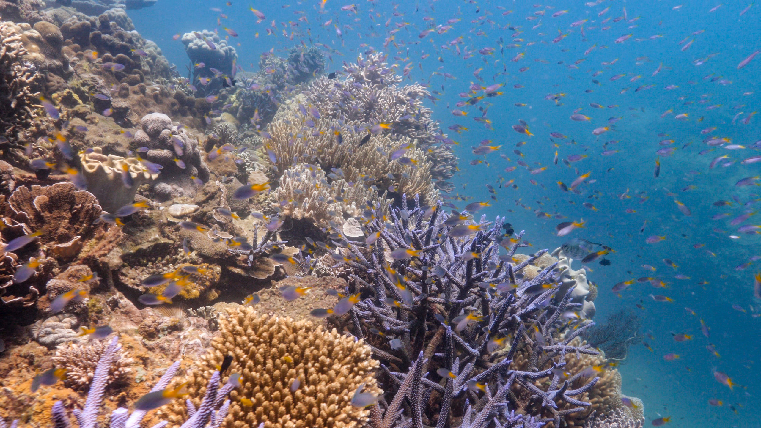 Fitzroy Island Reef 1